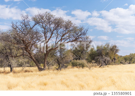Namibian Desert Landscape Namibian Desert Landscape 135580901