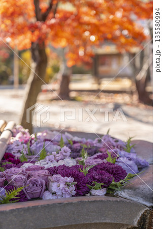 光明寺 花手水 秋 紅葉の季節 光明寺 花手水 秋 紅葉の季節 135580994