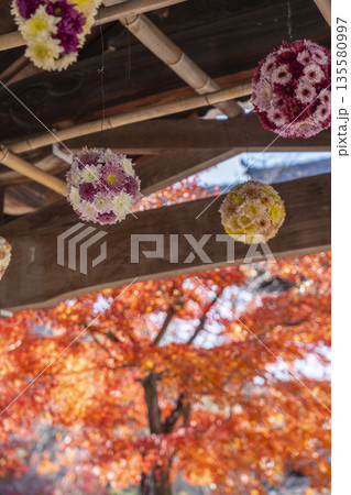 光明寺 花手水 秋 紅葉の季節 光明寺 花手水 秋 紅葉の季節 135580997