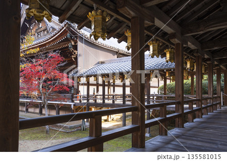 光明寺　阿弥陀堂から御影堂へ　秋　紅葉の季節 135581015