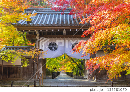 光明寺　薬医門　秋　紅葉の季節 135581070