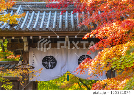 光明寺 薬医門 秋 紅葉の季節 光明寺 薬医門 秋 紅葉の季節 135581074