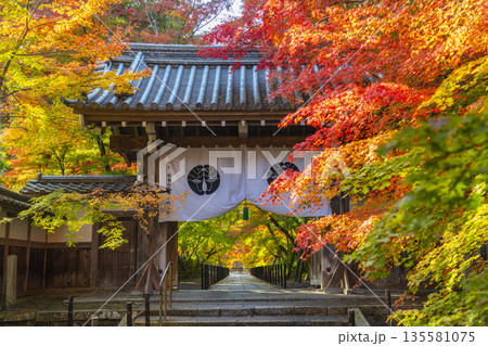 光明寺　薬医門　秋　紅葉の季節 135581075