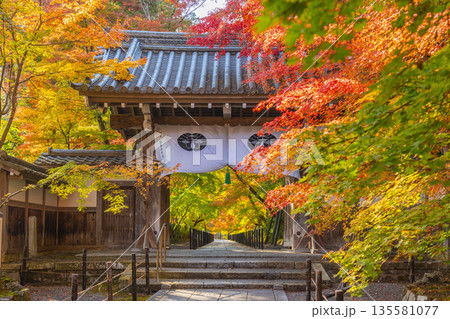 光明寺 薬医門 秋 紅葉の季節 光明寺 薬医門 秋 紅葉の季節 135581077