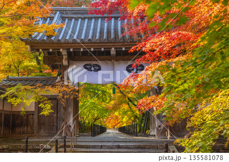 光明寺　薬医門　秋　紅葉の季節 135581078