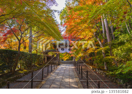 光明寺 もみじ参道 秋 紅葉の季節 光明寺 もみじ参道 秋 紅葉の季節 135581082