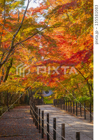 光明寺 もみじ参道 秋 紅葉の季節 光明寺 もみじ参道 秋 紅葉の季節 135581083