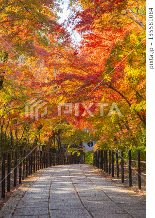 光明寺 もみじ参道 秋 紅葉の季節 光明寺 もみじ参道 秋 紅葉の季節 135581084