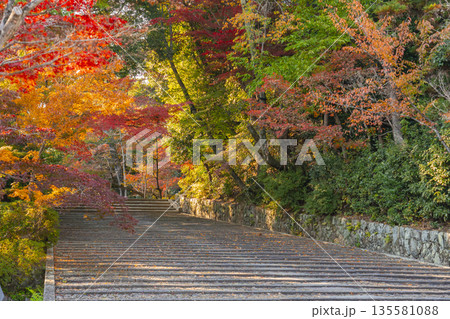 光明寺 表参道(女人坂) 秋 紅葉の季節 光明寺 表参道(女人坂) 秋 紅葉の季節 135581088
