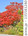 常照寺の紅葉 常照寺の紅葉 135581280