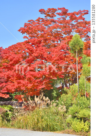 常照寺の紅葉 135581280