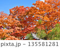 常照寺の紅葉 常照寺の紅葉 135581281