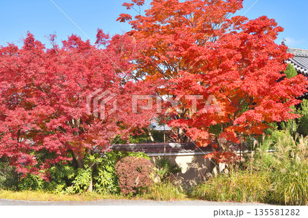 常照寺の紅葉 常照寺の紅葉 135581282
