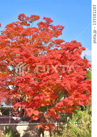 常照寺の紅葉 常照寺の紅葉 135581283