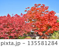 常照寺の紅葉 常照寺の紅葉 135581284