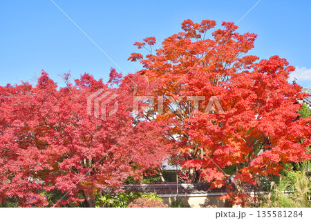 常照寺の紅葉 常照寺の紅葉 135581284