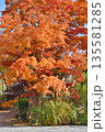常照寺の紅葉 常照寺の紅葉 135581285