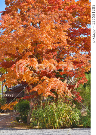 常照寺の紅葉 常照寺の紅葉 135581285