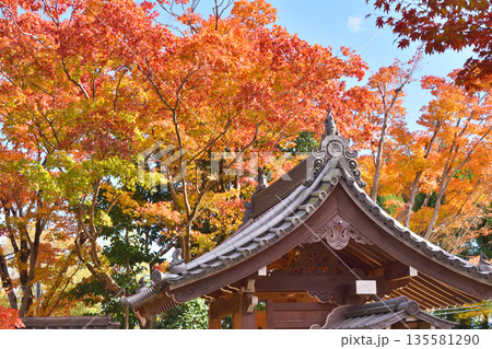 常照寺の紅葉 常照寺の紅葉 135581290