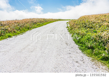 北海道稚内市宗谷岬　人気の観光名所　宗谷岬の「白い道」 135581592
