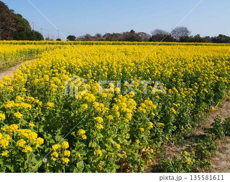 菜の花 菜の花 135581611