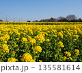 菜の花 135581614