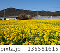 菜の花 135581615