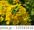 菜の花 135581616
