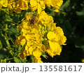 菜の花 135581617