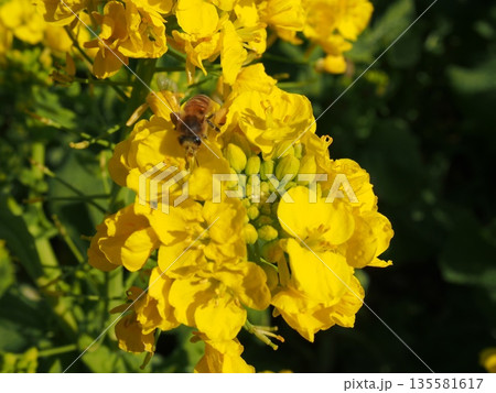 菜の花 菜の花 135581617