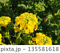 菜の花 135581618