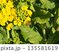 菜の花 135581619