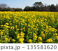 菜の花 135581620
