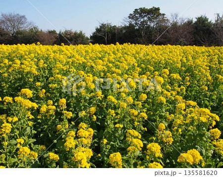 菜の花 135581620