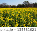 菜の花 135581621