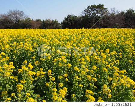 菜の花 135581621