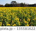 菜の花 135581622