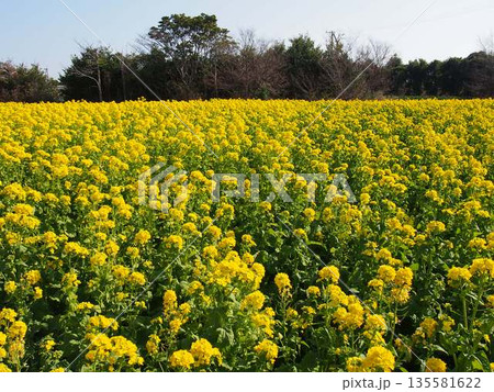 菜の花 135581622