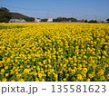 菜の花 135581623