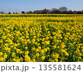 菜の花 135581624