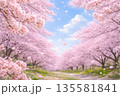 満開の桜並木と舞い散る花びら　春の青空と幻想的な風景 135581841