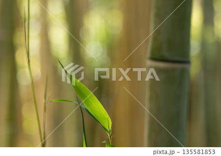 輝くササと竹林 輝くササと竹林 135581853