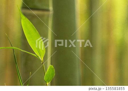 輝くササと竹林 135581855