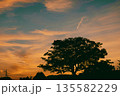 茜色に染まる秋の夕暮れと大木のシルエット_05 135582229