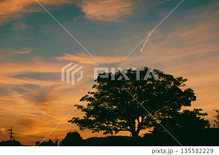 茜色に染まる秋の夕暮れと大木のシルエット_05 135582229