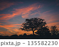 茜色に染まる秋の夕暮れと大木のシルエット_06 135582230