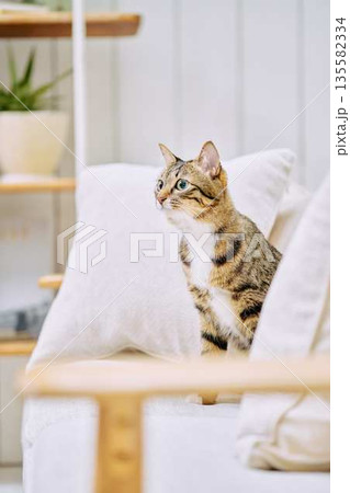 ナチュラルなインテリアと猫のいる暮らし 135582334