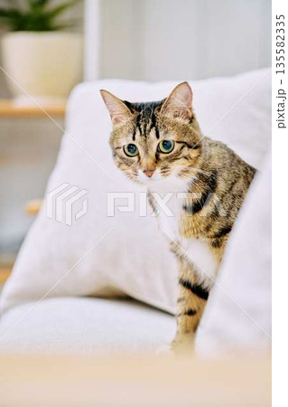 ナチュラルなインテリアと猫のいる暮らし 135582335