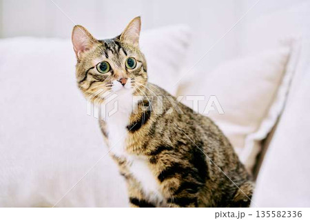 ナチュラルなインテリアと猫のいる暮らし ナチュラルなインテリアと猫のいる暮らし 135582336