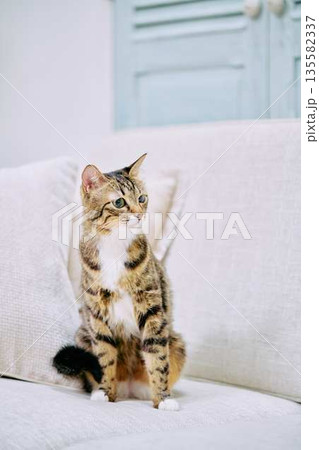 ナチュラルなインテリアと猫のいる暮らし ナチュラルなインテリアと猫のいる暮らし 135582337